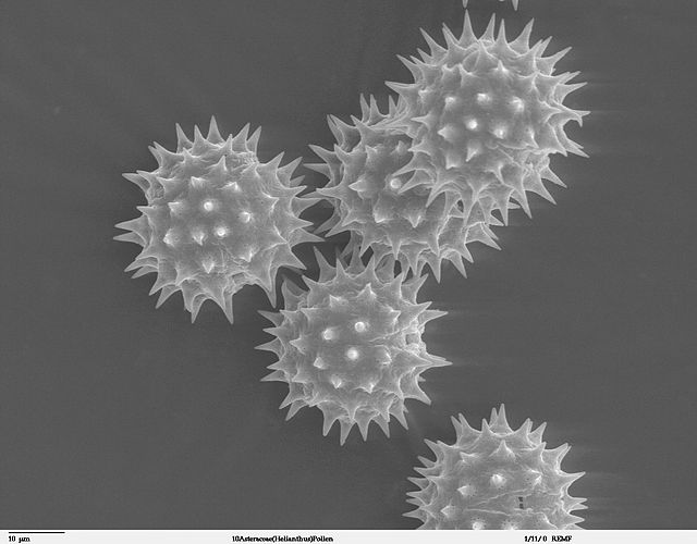 pollen de tournesol